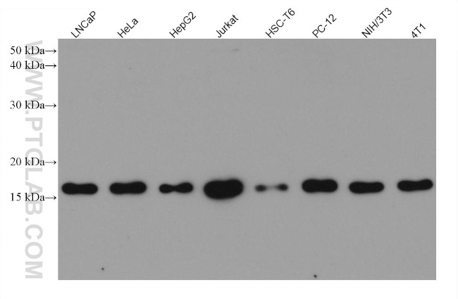 UBC9 Antibody in Western Blot (WB)