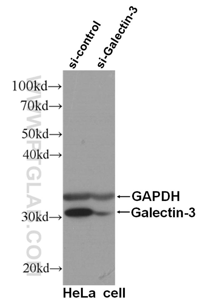 Galectin-3 Antibody in Western Blot (WB)