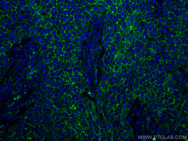 CD9 Antibody in Immunohistochemistry (PFA fixed) (IHC (PFA))