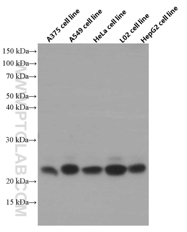 CD9 Antibody in Western Blot (WB)