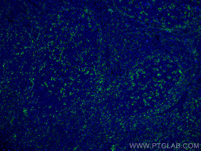 CD11c/Integrin alpha X Antibody in Immunohistochemistry (PFA fixed) (IHC (PFA))