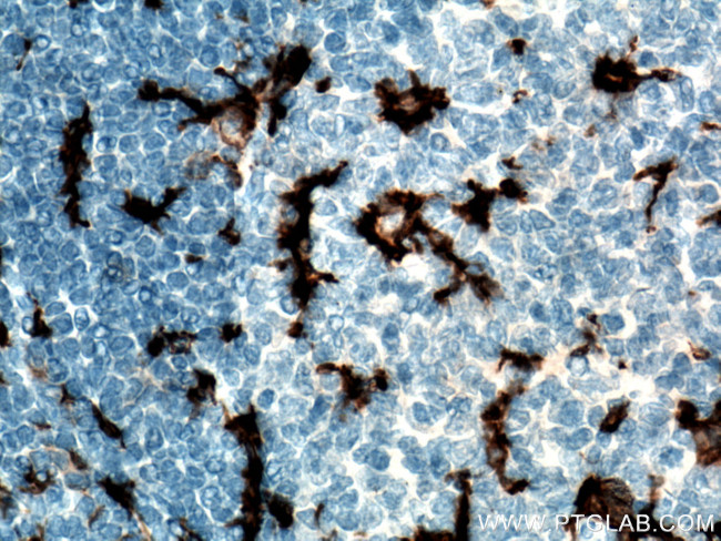 CD11c/Integrin alpha X Antibody in Immunohistochemistry (Paraffin) (IHC (P))