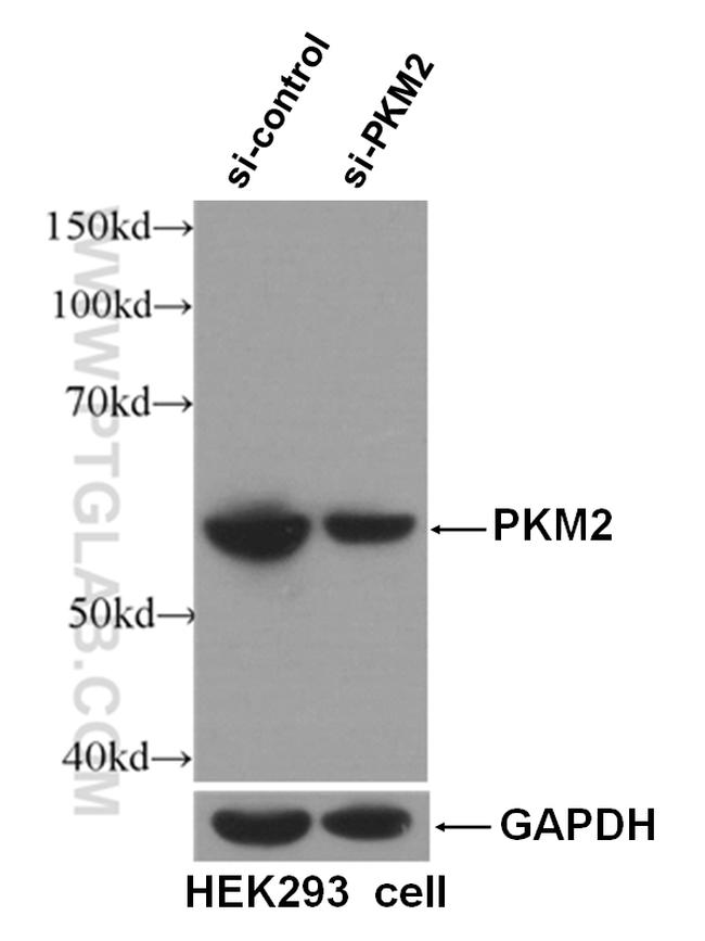 PKM2 Antibody in Western Blot (WB)