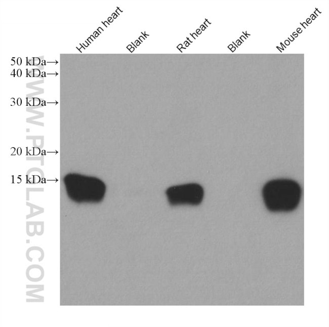 FABP3 Antibody in Western Blot (WB)