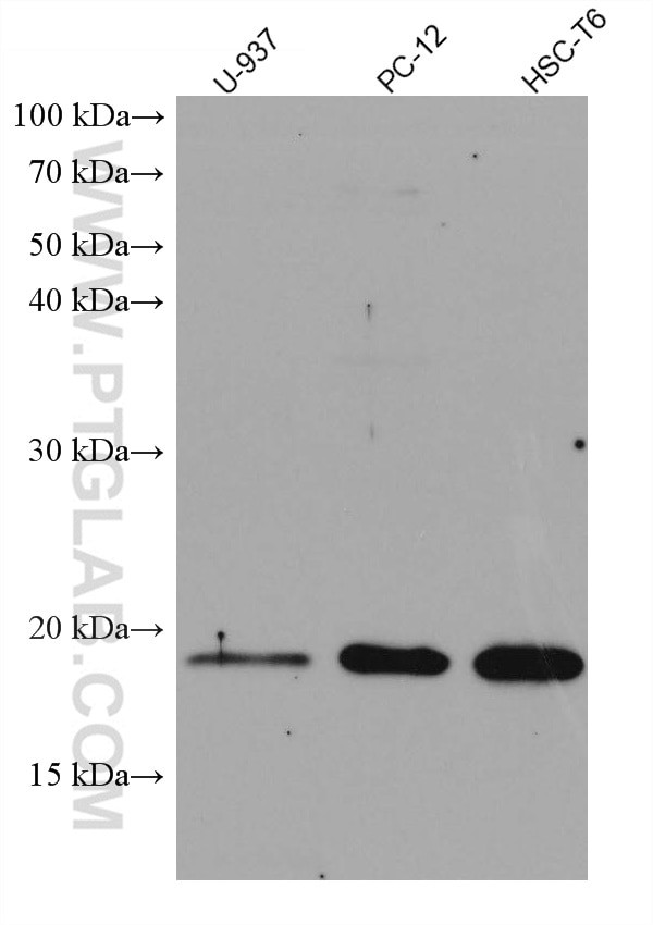 TNF alpha Antibody in Western Blot (WB)