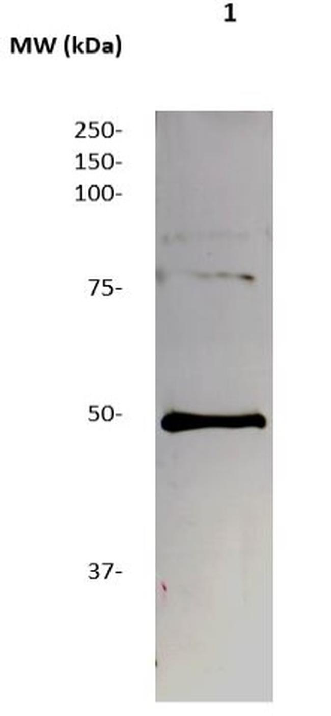 PAX8 Antibody in Western Blot (WB)