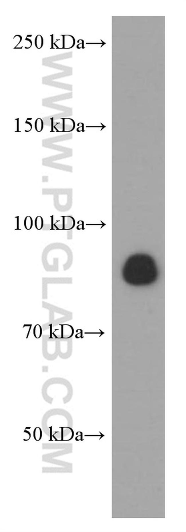 CX3CL1 Antibody in Western Blot (WB)