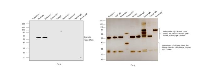 Goat IgG (H+L) Secondary Antibody in Western Blot (WB)