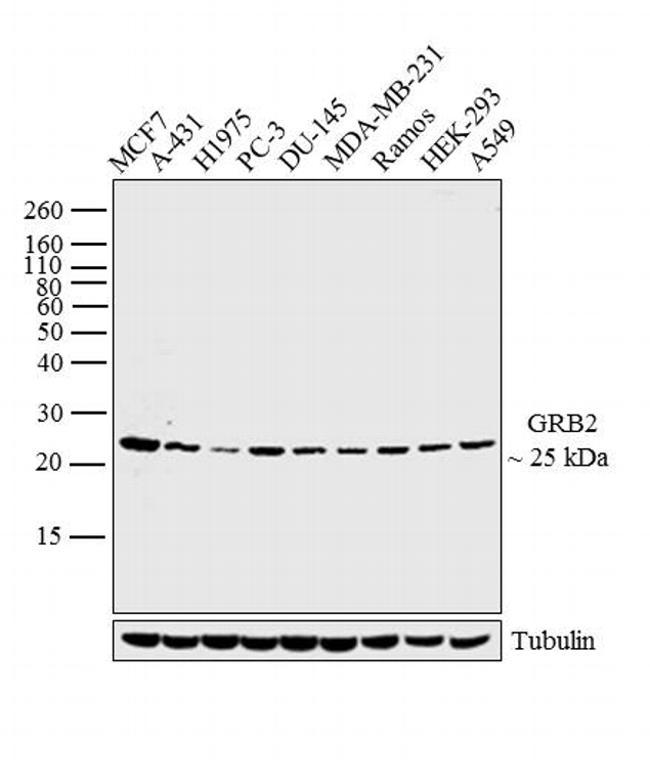 Goat IgG (H+L) Secondary Antibody in Western Blot (WB)