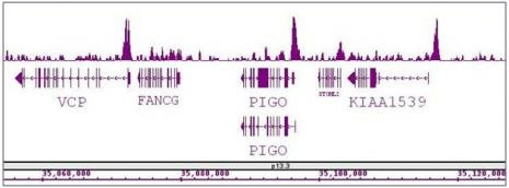 BRD8 / SMAP2 Antibody in ChIP-Sequencing (ChIP-Seq)