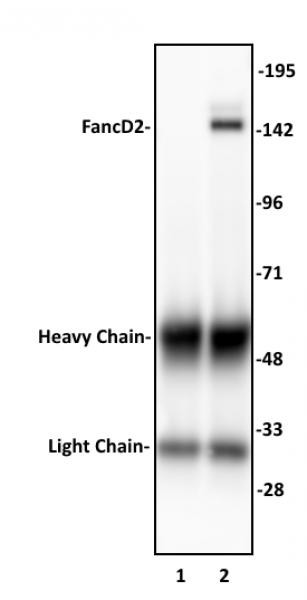 FancD2 Antibody in Immunoprecipitation (IP)