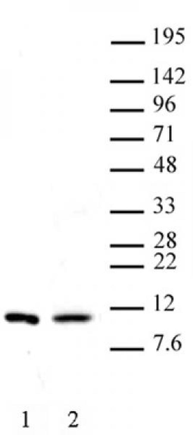 Histone H4R3me2s (symmetric) Antibody in Western Blot (WB)