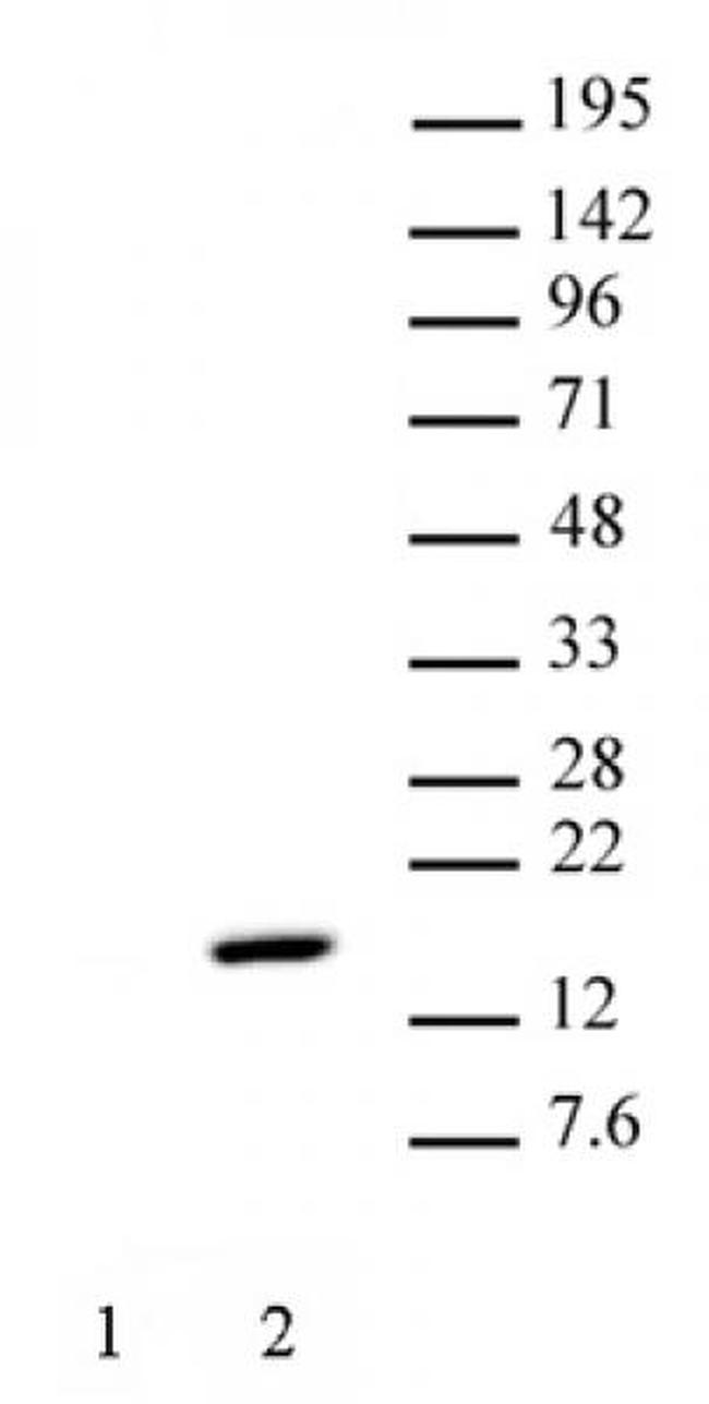 Histone H2AT120ph Antibody in Western Blot (WB)