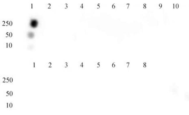 Histone H3K9ac Antibody in Dot Blot (DB)