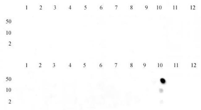 Histone H3K36me1 Antibody in Dot Blot (DB)