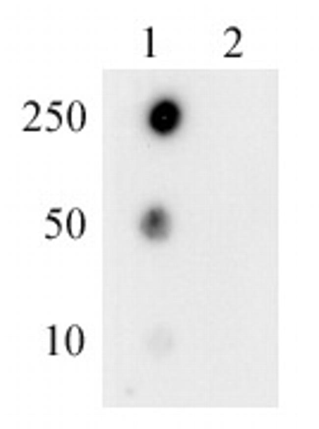 Phospho-RNA pol II CTD (Thr4) Antibody in Dot Blot (DB)