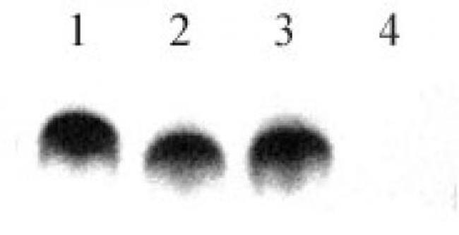 Histone H4K8K12K16 (pan-biotinylated) Antibody in Dot Blot (DB)