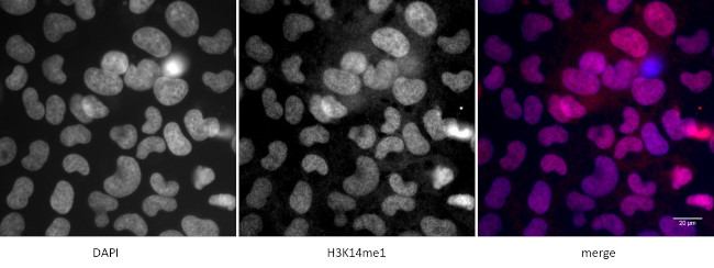 Histone H3K14me1 Antibody in Immunocytochemistry (ICC/IF)