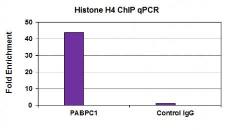 Histone H4 Antibody in ChIP Assay (ChIP)