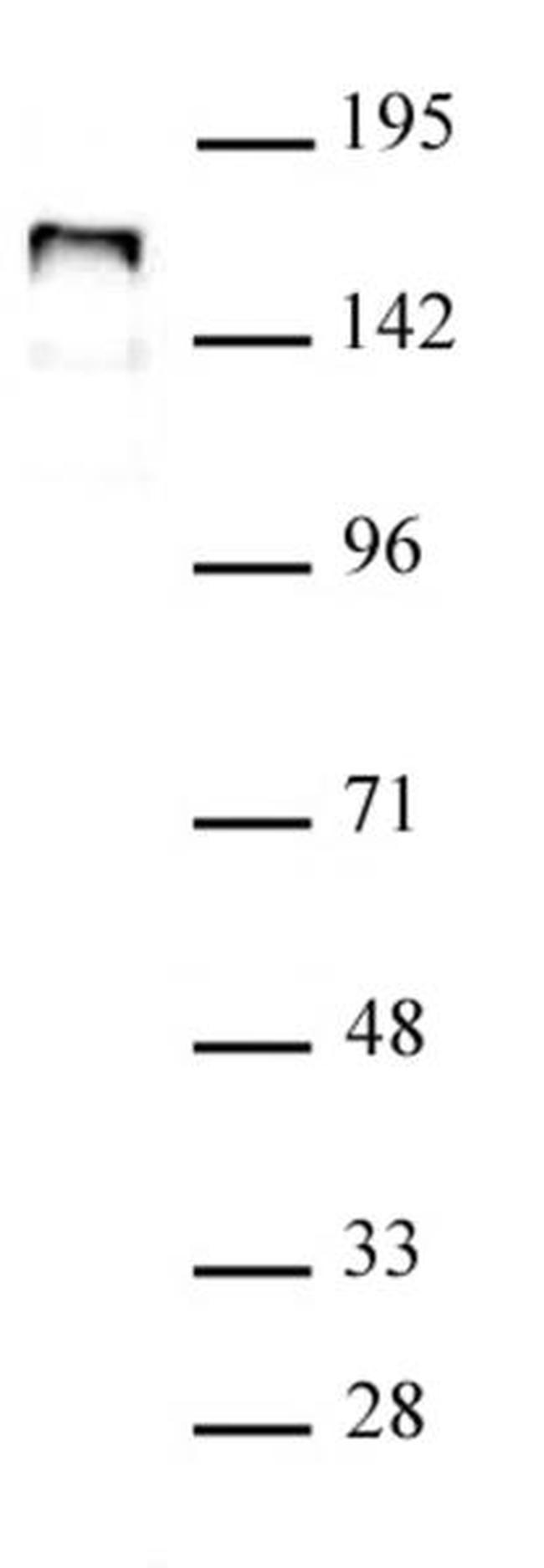 NCOA1 Antibody in Western Blot (WB)