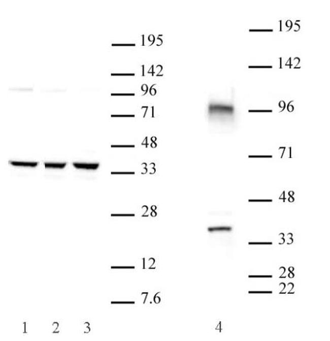 Cxxc4 Antibody in Western Blot (WB)