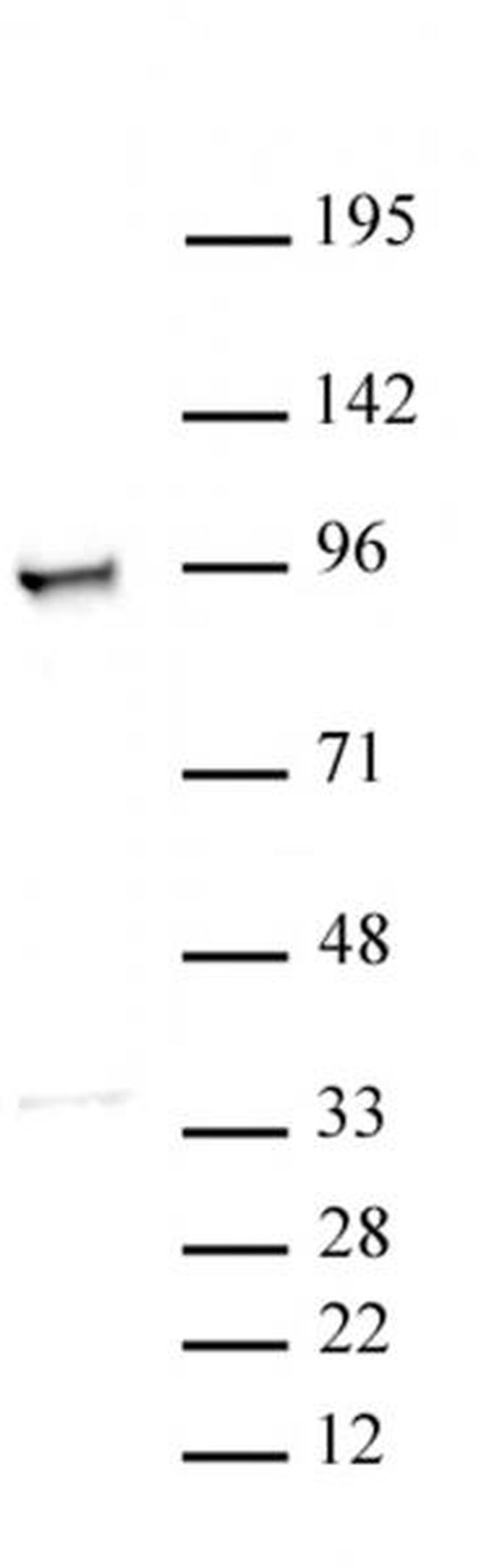 MCM3 Antibody in Western Blot (WB)