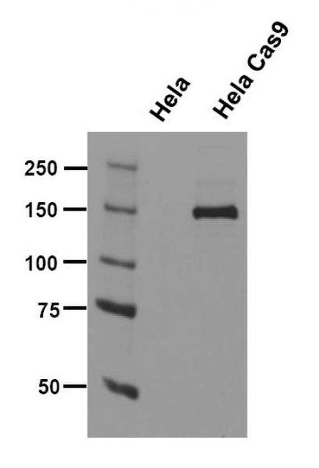 Cas9 Antibody in Western Blot (WB)