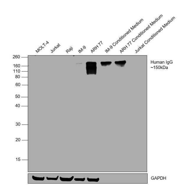 Human IgG (Gamma chain) Cross-Adsorbed Secondary Antibody in Western Blot (WB)