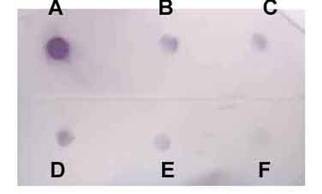 Acetyl-Histone H3 (Lys9) Antibody in Dot Blot (DB)