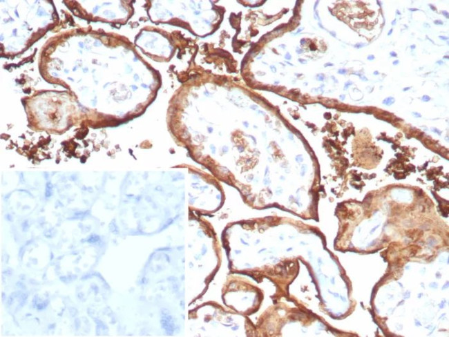 S100P/MIG9 Antibody in Immunohistochemistry (Paraffin) (IHC (P))