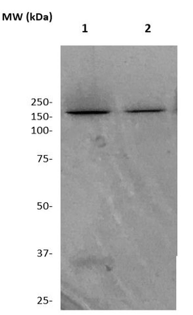 ZO-1 Antibody in Western Blot (WB)