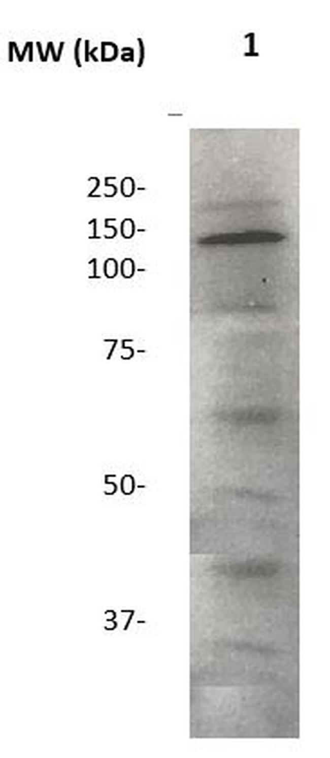 Neuropilin-2 Antibody in Western Blot (WB)