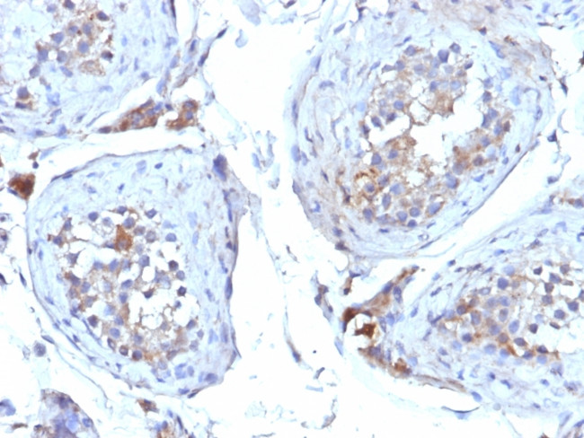 Sex Hormone Binding Globulin (SHBG) Antibody in Immunohistochemistry (Paraffin) (IHC (P))