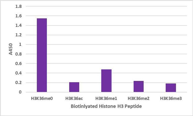 Histone H3K36me0 Antibody in Luminex (LUM)