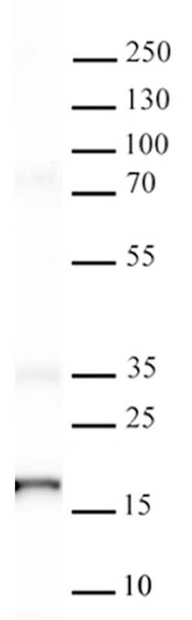 Histone H3K36me0 Antibody in Western Blot (WB)