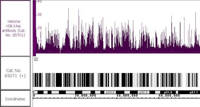 Histone H3K14ac Antibody in ChIP-Sequencing (ChIP-Seq)