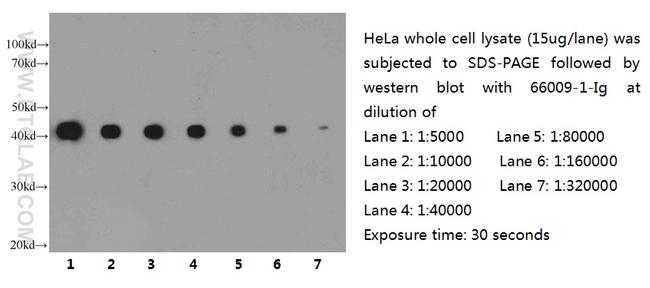 beta Actin Antibody in Western Blot (WB)