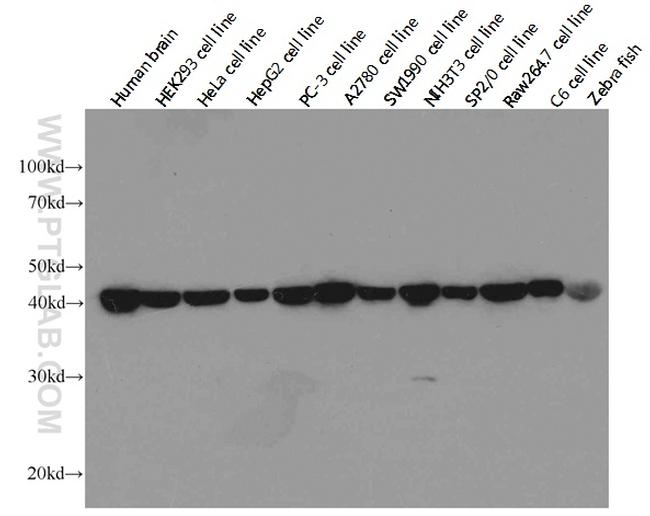 beta Actin Antibody in Western Blot (WB)