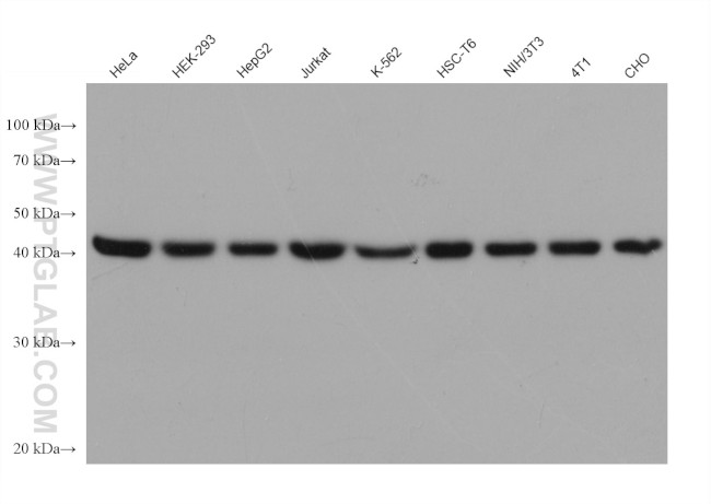 beta Actin Antibody in Western Blot (WB)