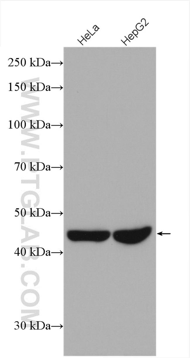 beta Actin Monoclonal Antibody (2D4H5) (66009-1-IG)