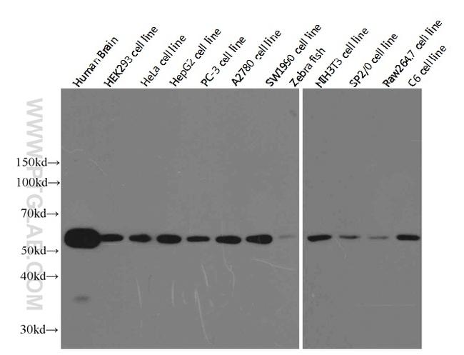 alpha Tubulin Antibody in Western Blot (WB)