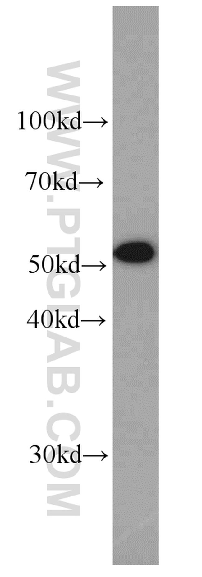 alpha Tubulin Antibody in Western Blot (WB)