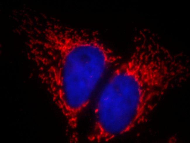 ATP5A1 Antibody in Immunocytochemistry (ICC/IF)