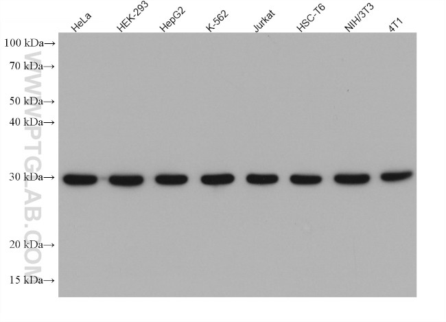 RPS3 Antibody in Western Blot (WB)