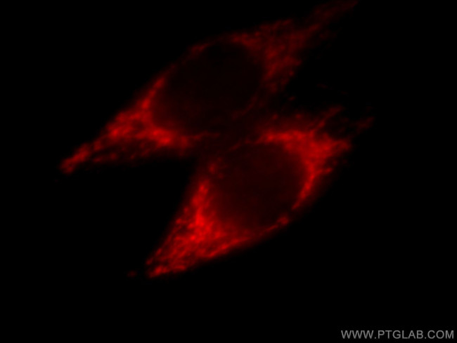 NDUFA4L2 Antibody in Immunocytochemistry (ICC/IF)