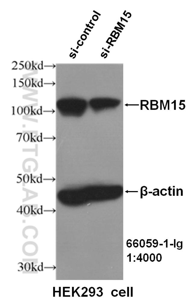 RBM15 Antibody in Western Blot (WB)
