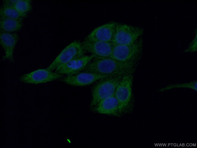 Melanophilin Antibody in Immunocytochemistry (ICC/IF)