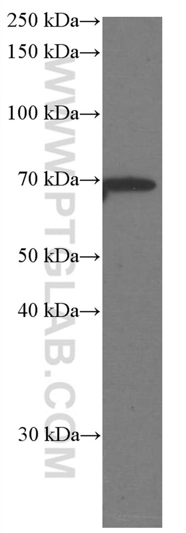 Melanophilin Antibody in Western Blot (WB)