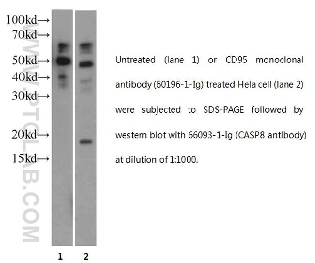 Caspase 8 Antibody in Western Blot (WB)