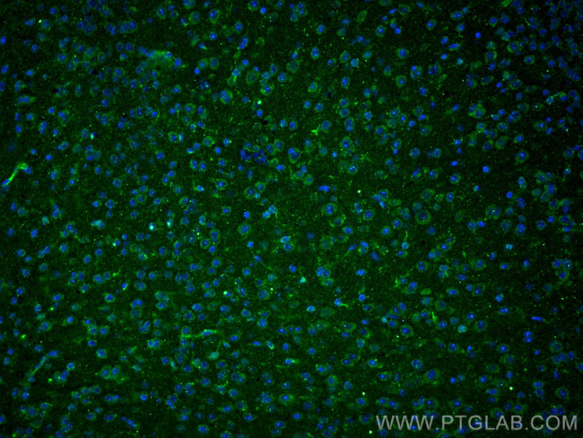 MAOB Antibody in Immunohistochemistry (PFA fixed) (IHC (PFA))